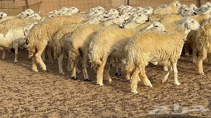 رخال حرش صنف نوادر 78 بالفحول تحتها 3 16