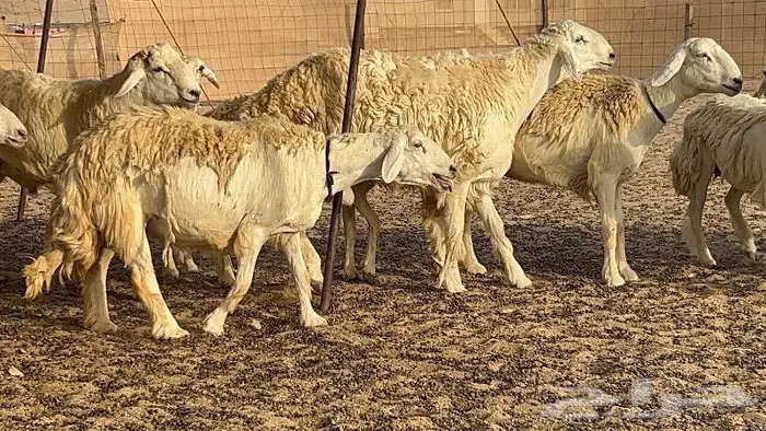 رخال حرش صنف نوادر 78 بالفحول تحتها 3 17