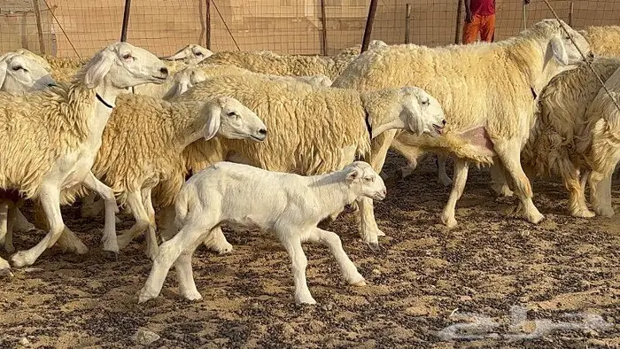رخال حرش صنف نوادر 78 بالفحول تحتها 3 19