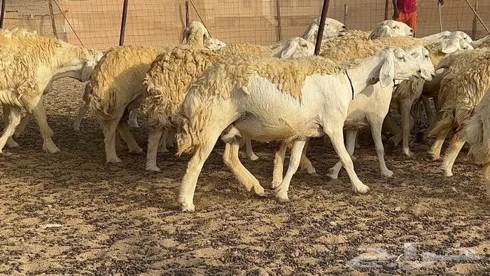 رخال حرش صنف نوادر 78 بالفحول تحتها 3 18
