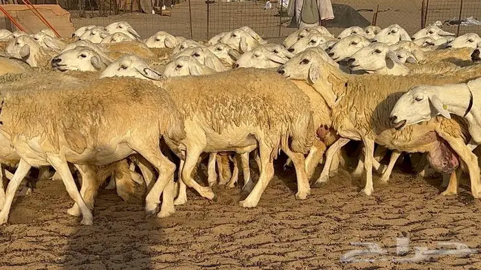 رخال حرش صنف نوادر 78 بالفحول تحتها 3 22