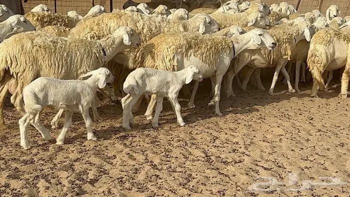 رخال حرش صنف نوادر 78 بالفحول تحتها 3 26