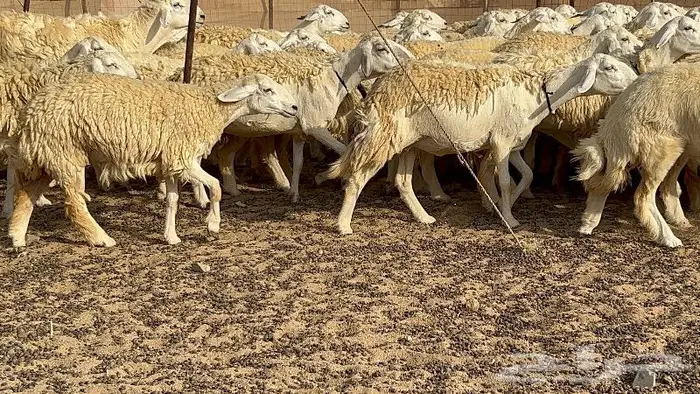رخال حرش صنف نوادر 78 بالفحول تحتها 3 31