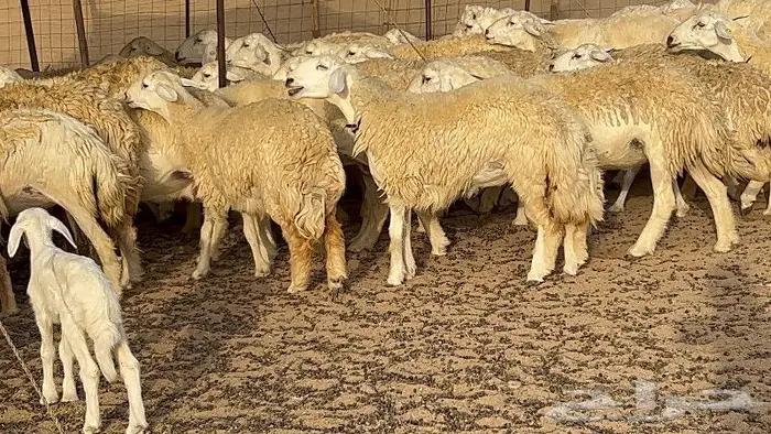 رخال حرش صنف نوادر 78 بالفحول تحتها 3 2