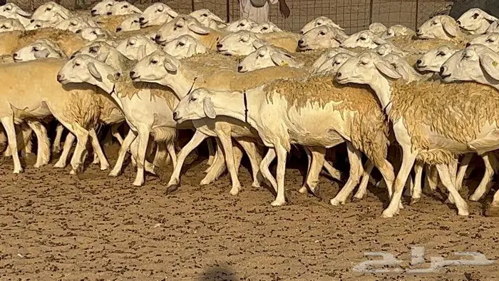 رخال حرش صنف نوادر 78 بالفحول تحتها 3 3