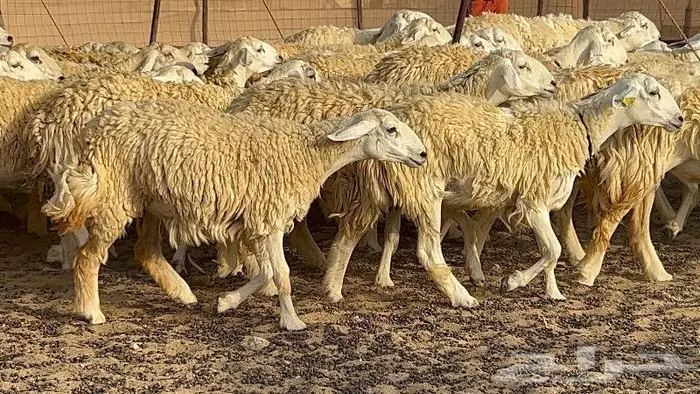 رخال حرش صنف نوادر 78 بالفحول تحتها 3 1