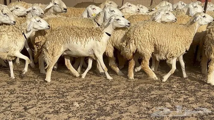 رخال حرش صنف نوادر 78 بالفحول تحتها 3 6