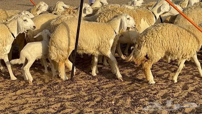 رخال حرش صنف نوادر 78 بالفحول تحتها 3 5