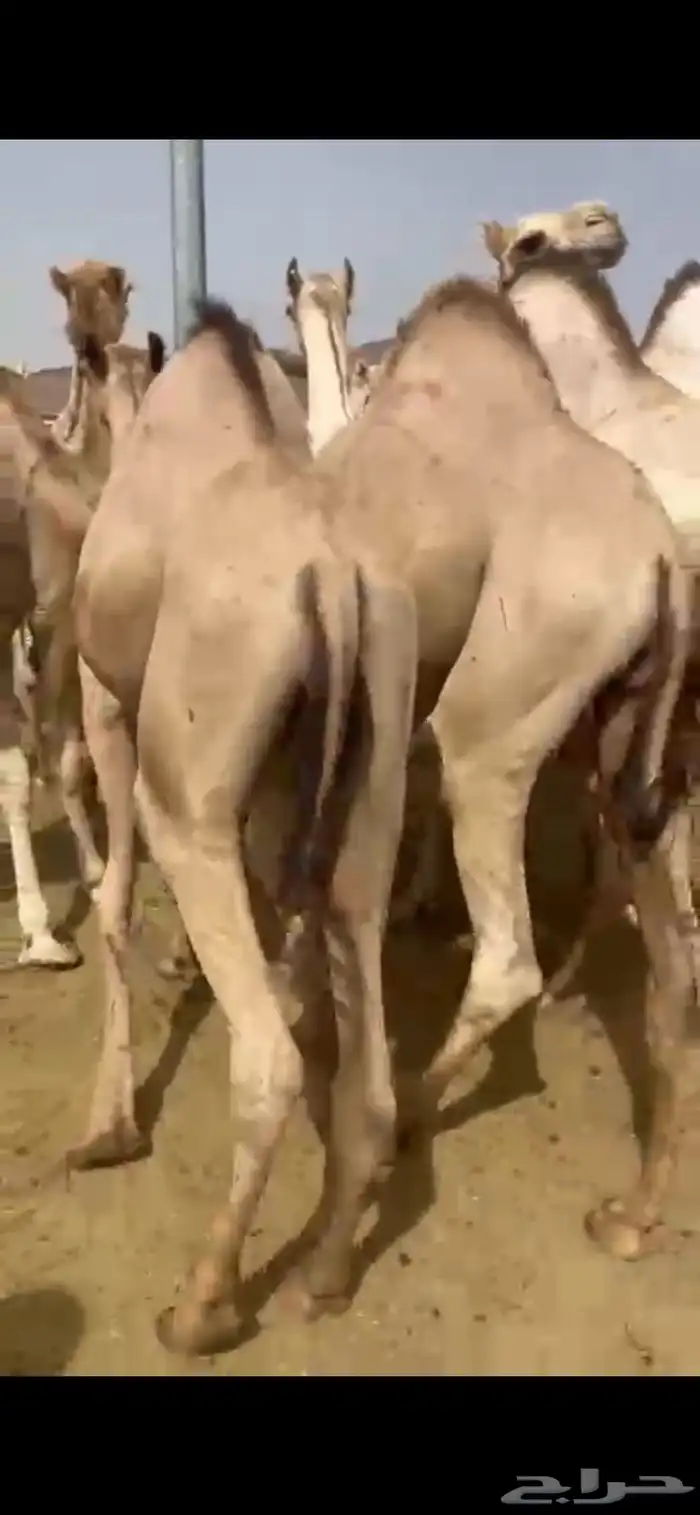 للبيع القعدان الكفو للمبادي وزواجات 2