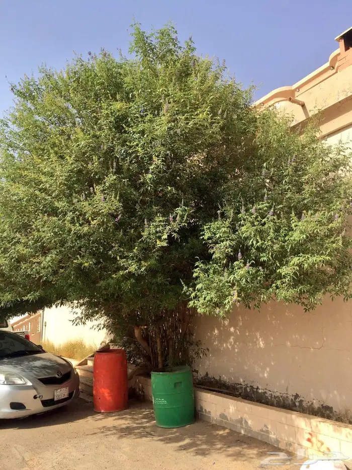 بذور كف مريم 2