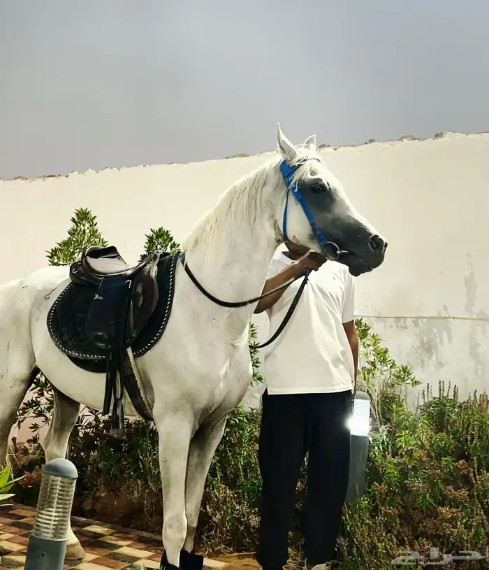 تعليم وتدريب ركوب الخيل والفروسية 1