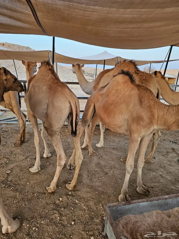 قعدان مرابي طيبة لا يفوتكم الزين 0