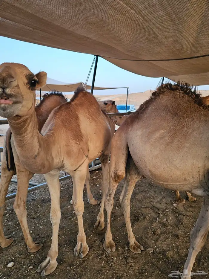 قعدان مرابي طيبة لا يفوتكم الزين 3