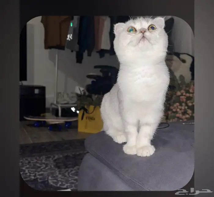 قط للبيع اسكوتش 0