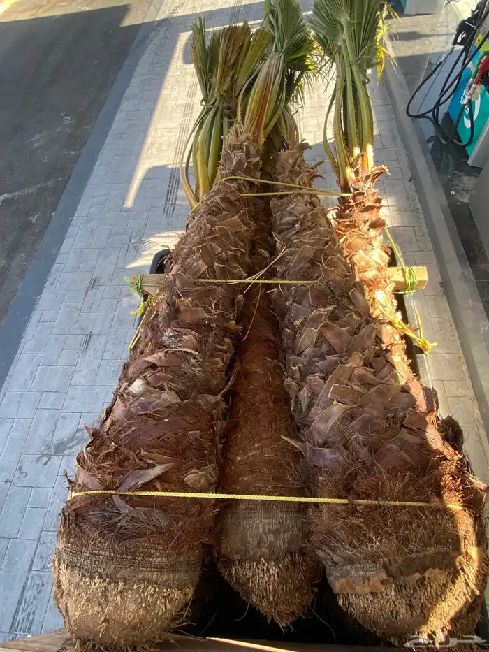 نخل واشنطني متواجد بحائل 3