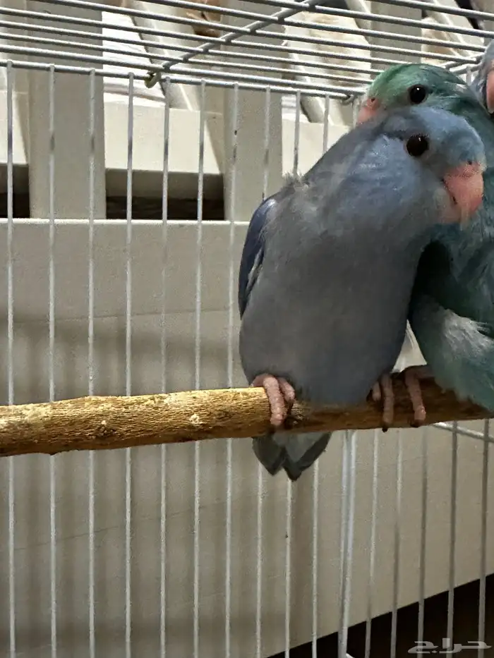 مني روز (بارتوليت) 0