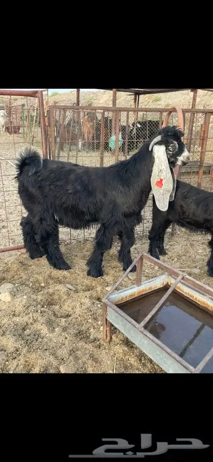 معزا صنف الصنف بالفحل 4