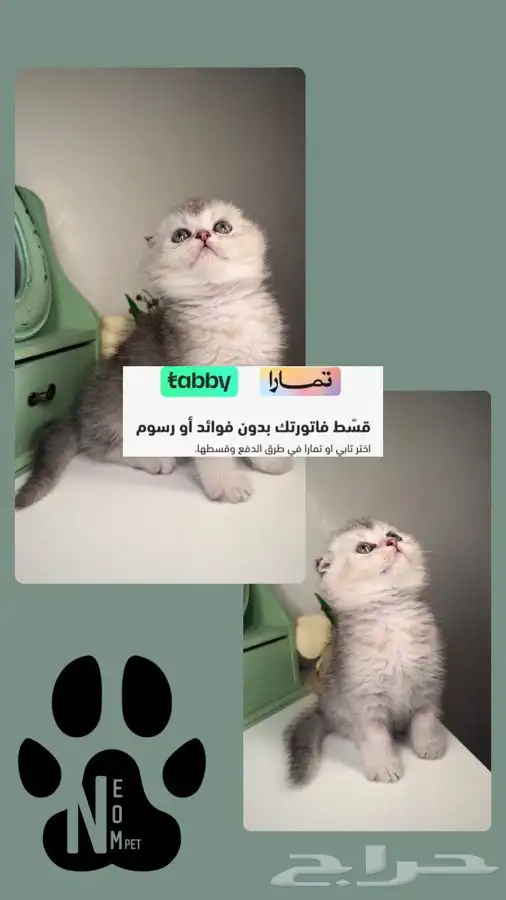كيتن سكوتش فولد شيرازي هملايا بيرشن هاف بيكي فيس انثى ذكر 1