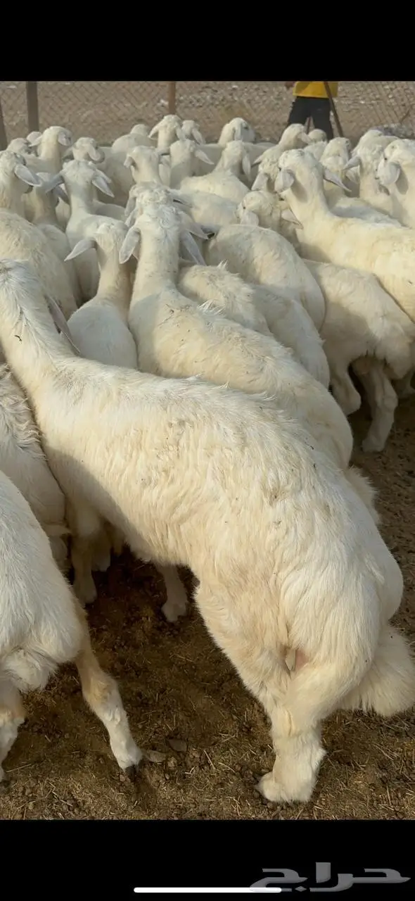 غنم خلفات حرش 2