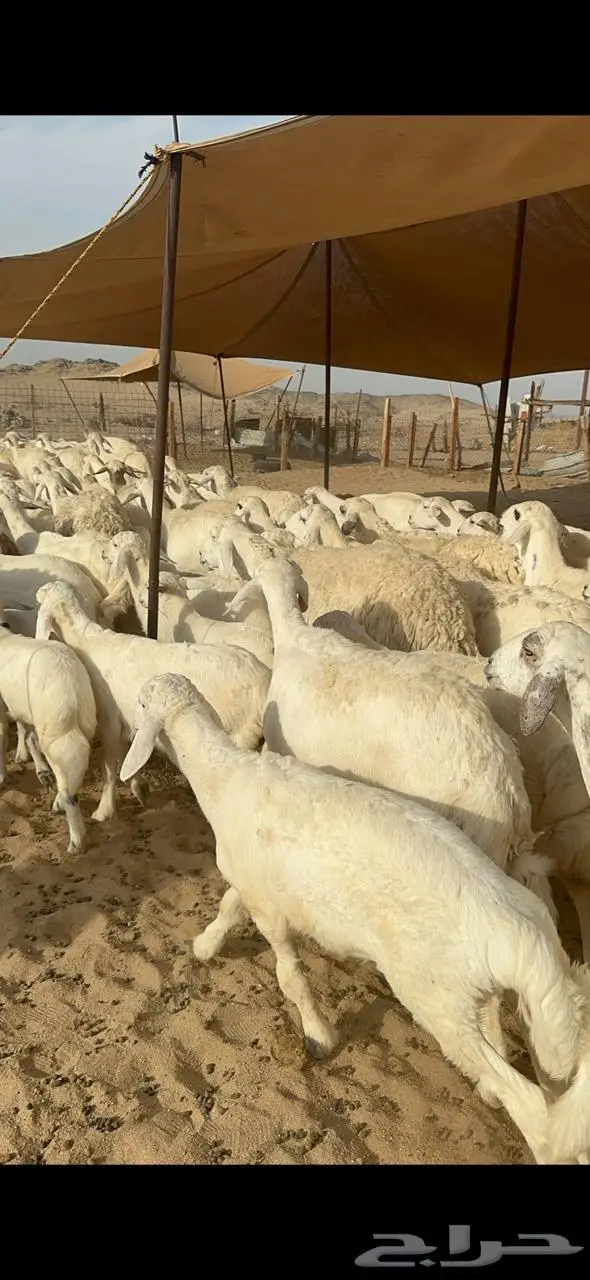 غنم خلفات حرش 3