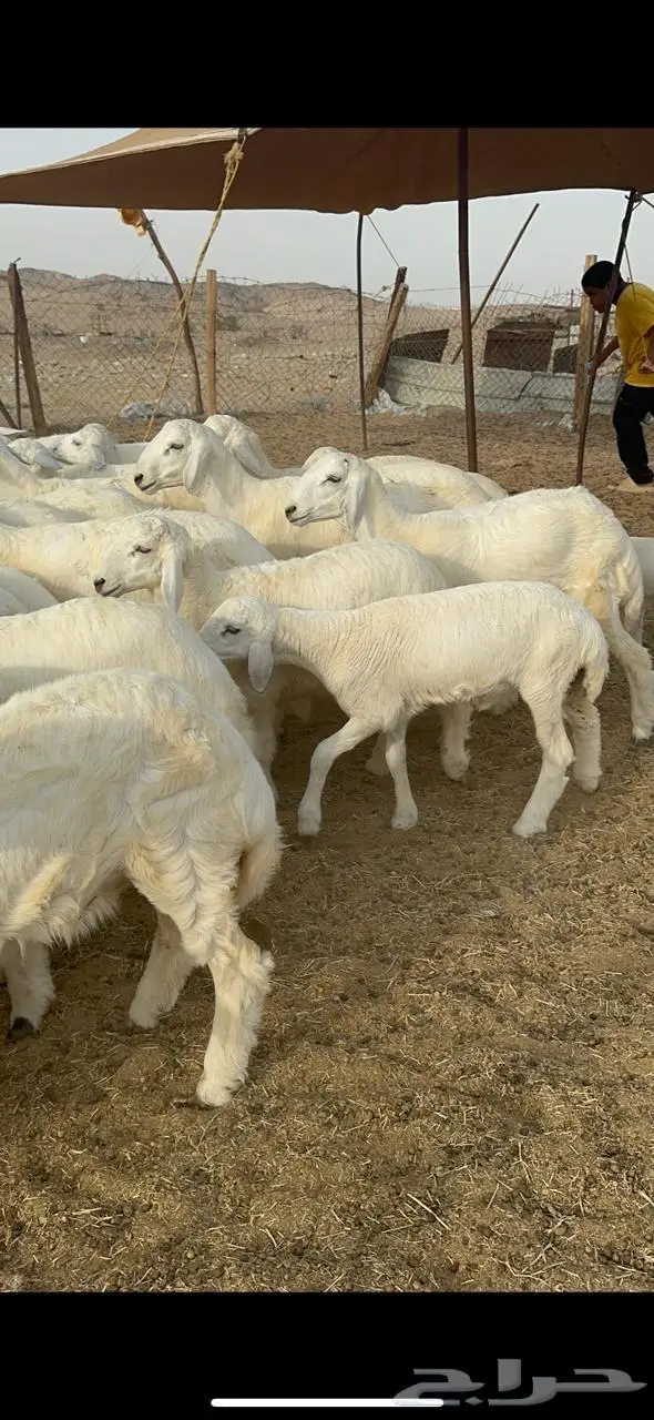 غنم خلفات حرش 4