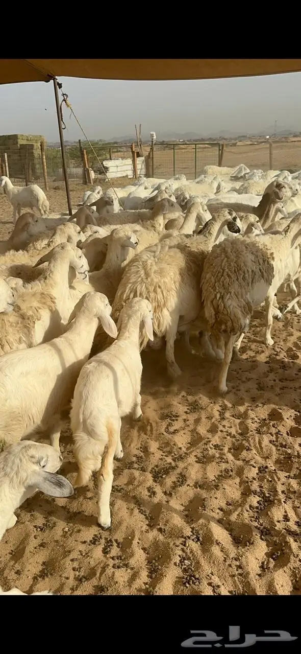 غنم خلفات حرش 5