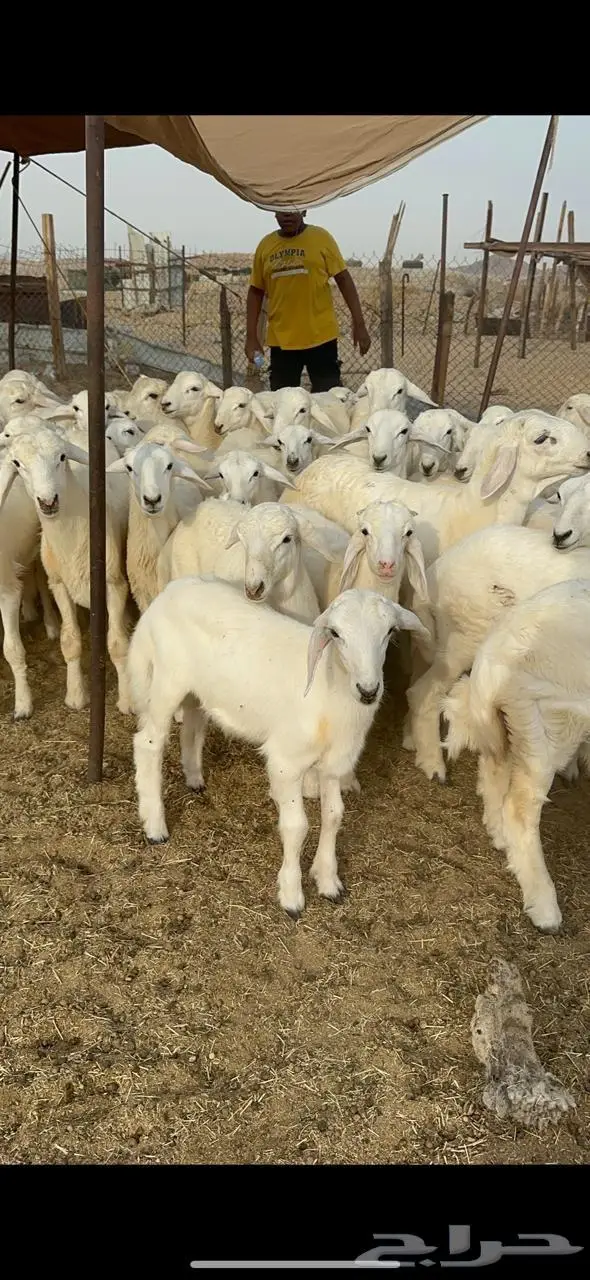 غنم خلفات حرش 11