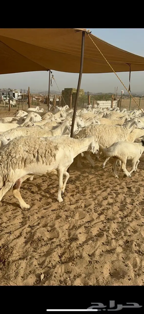 غنم خلفات حرش 8