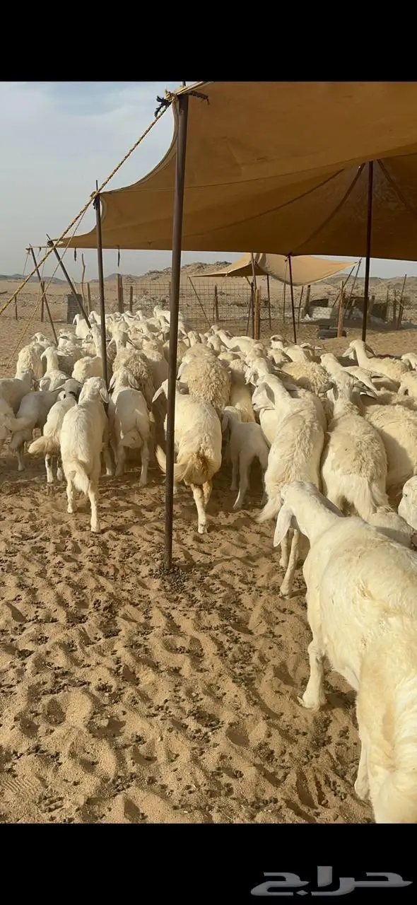 غنم خلفات حرش 6