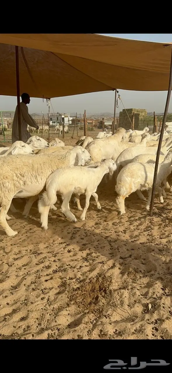 غنم خلفات حرش 7