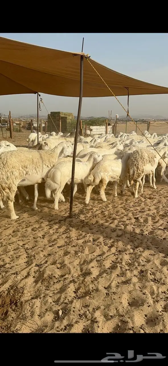 غنم خلفات حرش 9