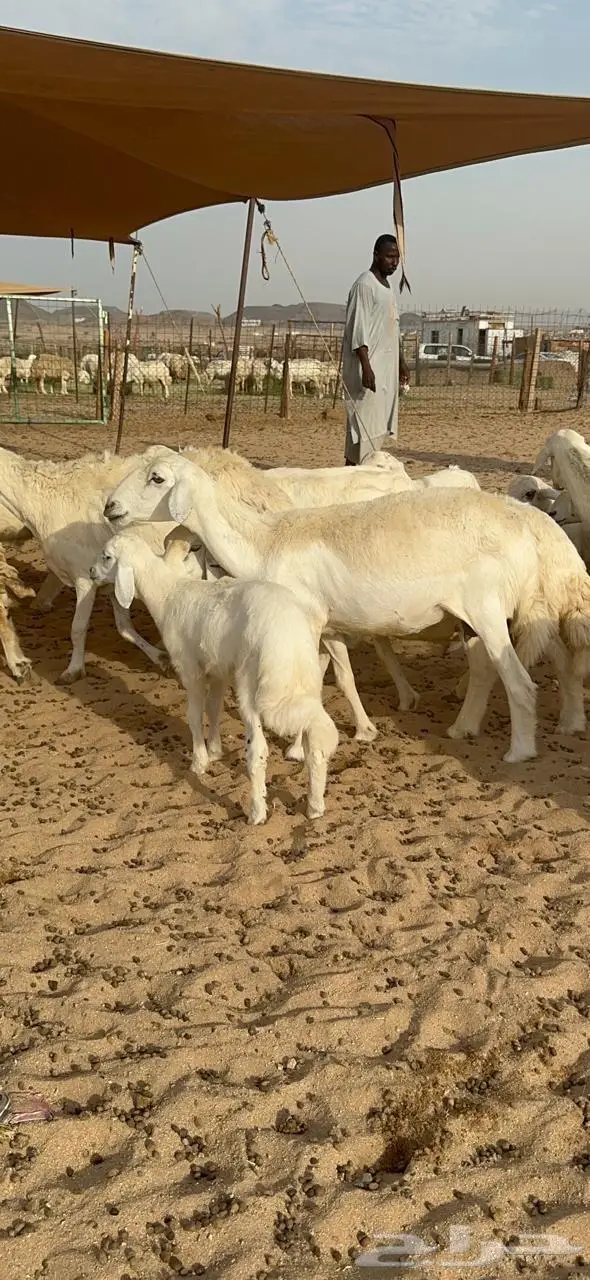غنم خلفات حرش 14