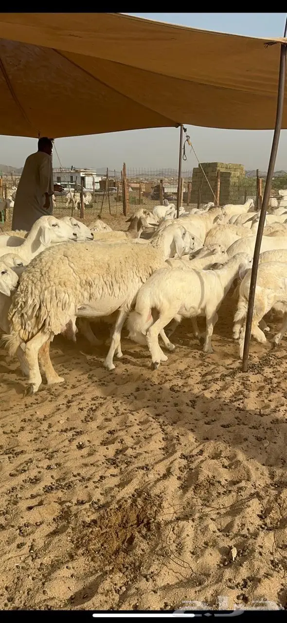 غنم خلفات حرش 15