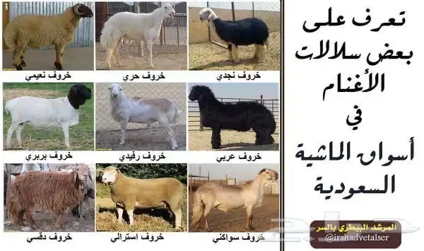 ضان غنم دقس دقسيه دقسيات 1