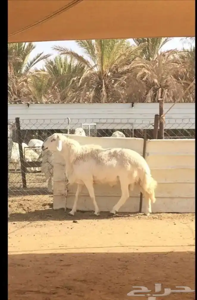 عروض الحريات رقم 1 حلال ابو حمدان الحبابي 56