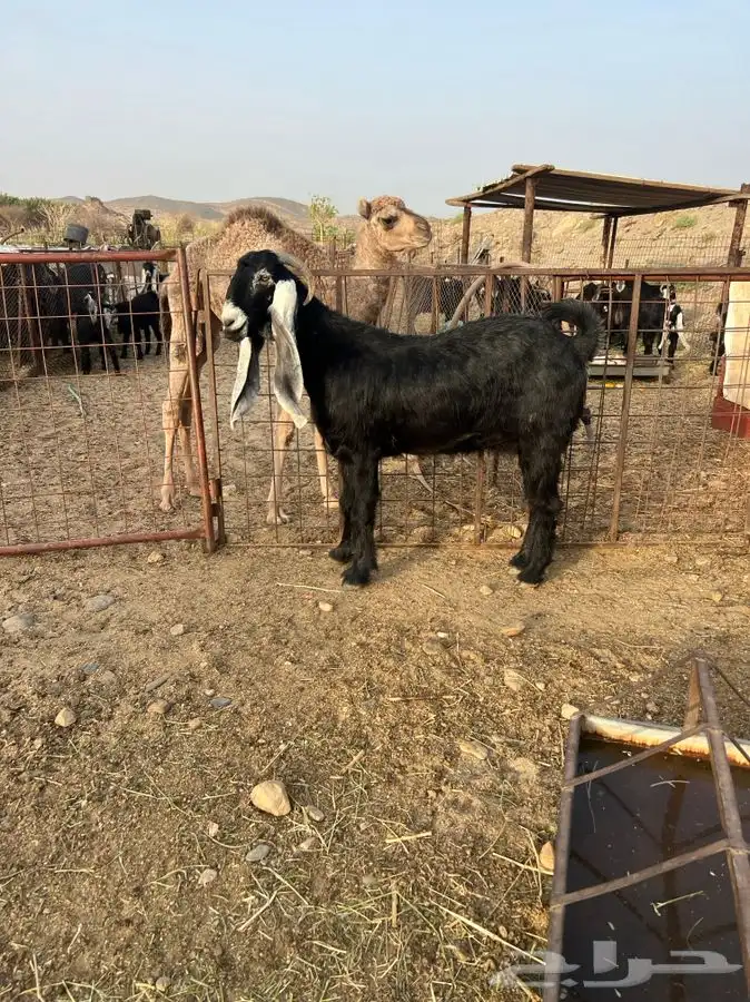 معزا صنف الصنف بالفحل 1