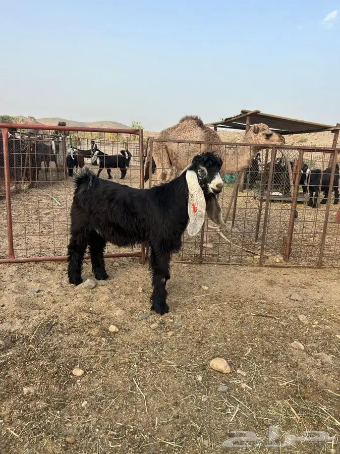 معزا صنف الصنف بالفحل 5