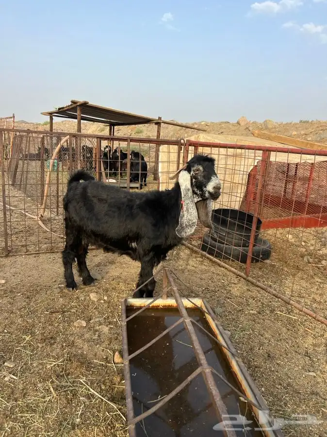 معزا صنف الصنف بالفحل 3