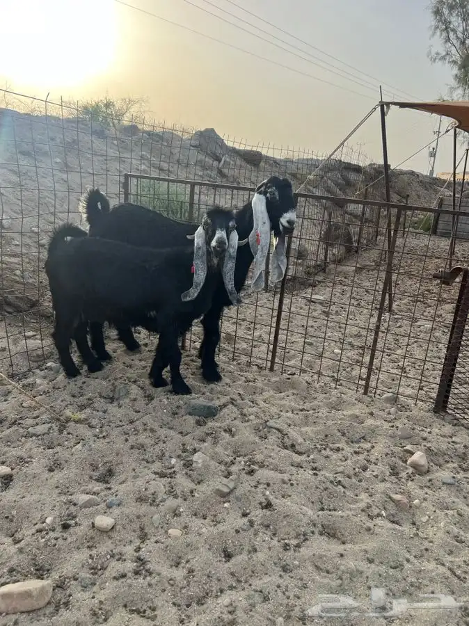 معزا صنف الصنف بالفحل 6