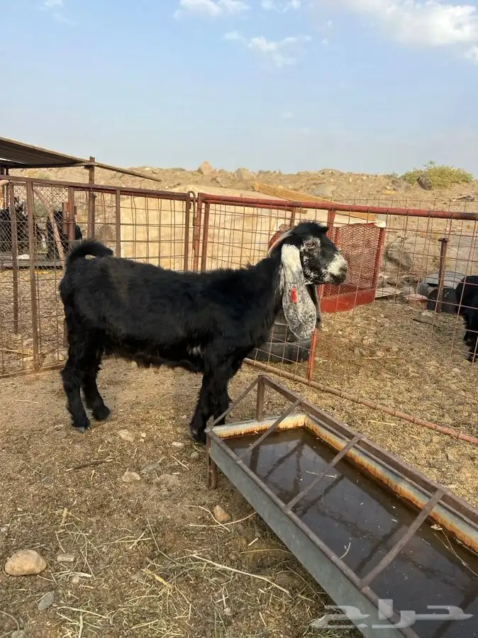 معزا صنف الصنف بالفحل 2