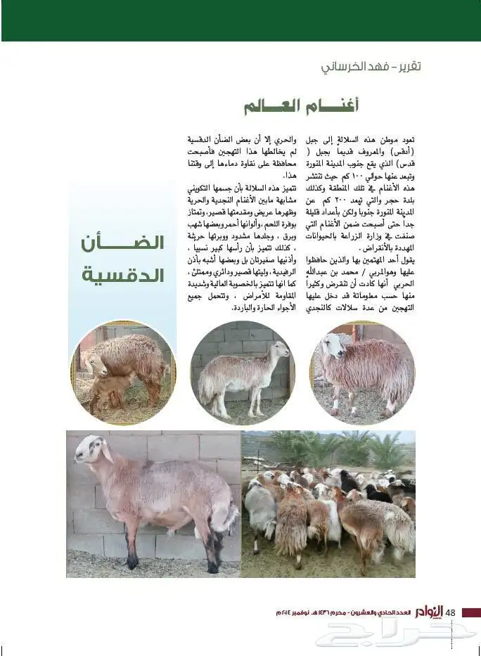 ضان غنم دقس دقسيه دقسيات 2