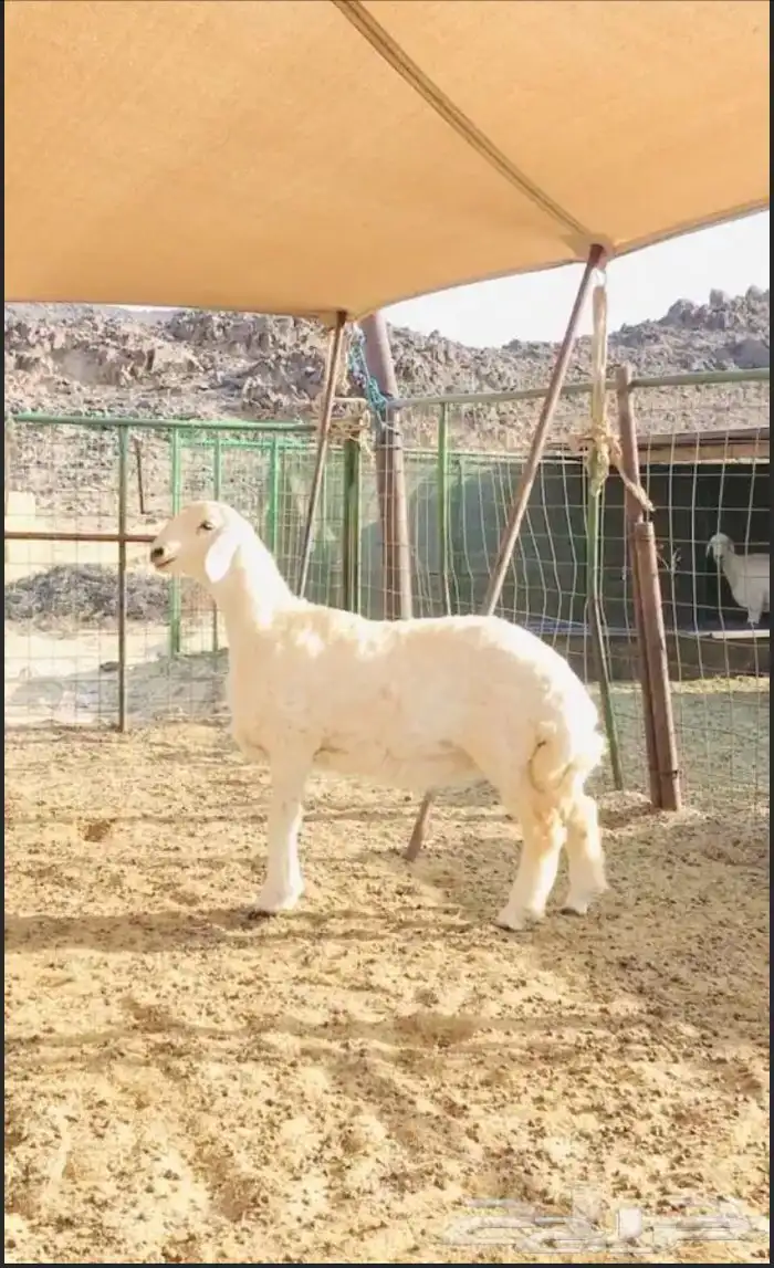 عروض الحريات رقم 1 حلال ابو حمدان الحبابي 54