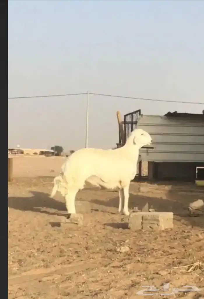 عروض الحريات رقم 1 حلال ابو حمدان الحبابي 62