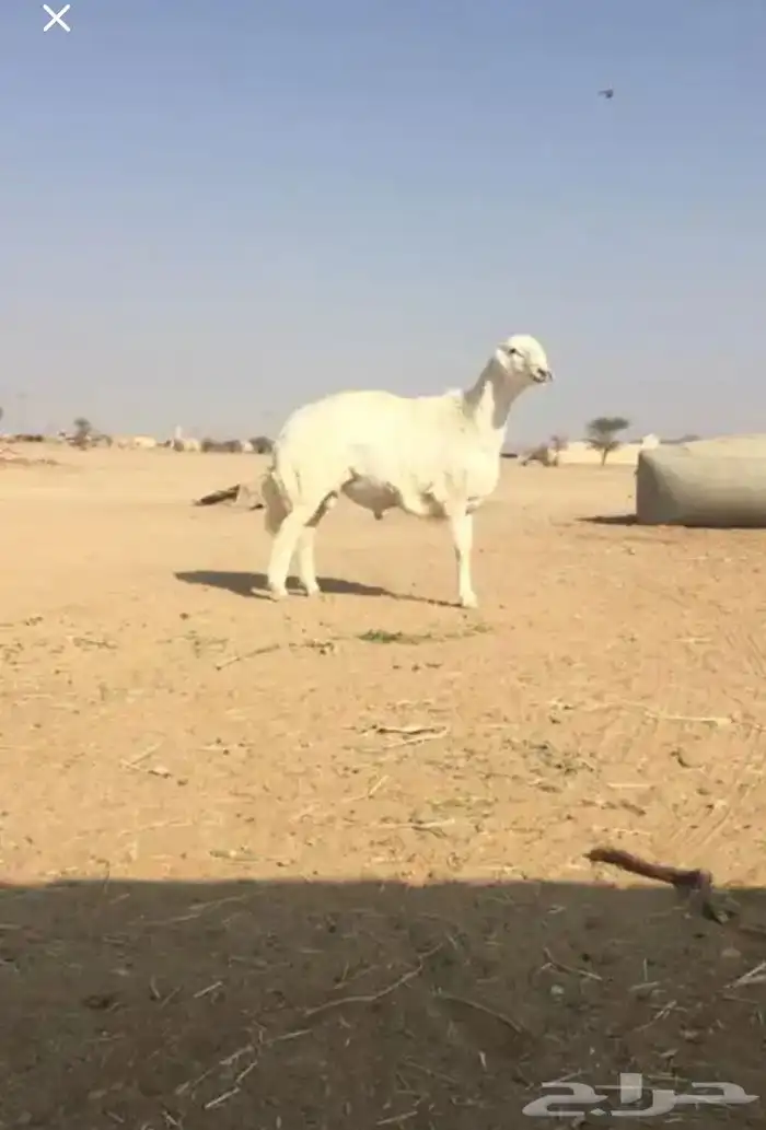 عروض الحريات رقم 1 حلال ابو حمدان الحبابي 39