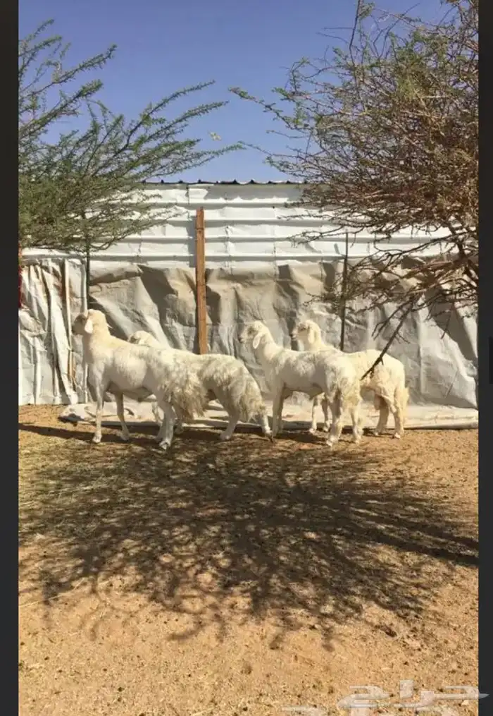 عروض الحريات رقم 1 حلال ابو حمدان الحبابي 44