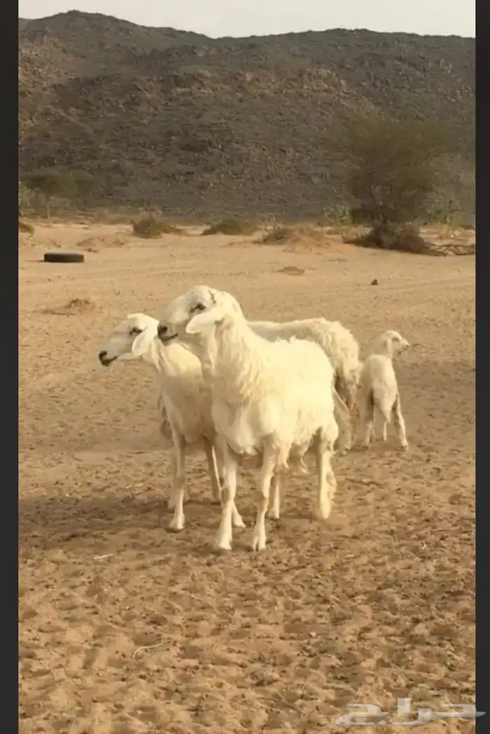 عروض الحريات رقم 1 حلال ابو حمدان الحبابي 47