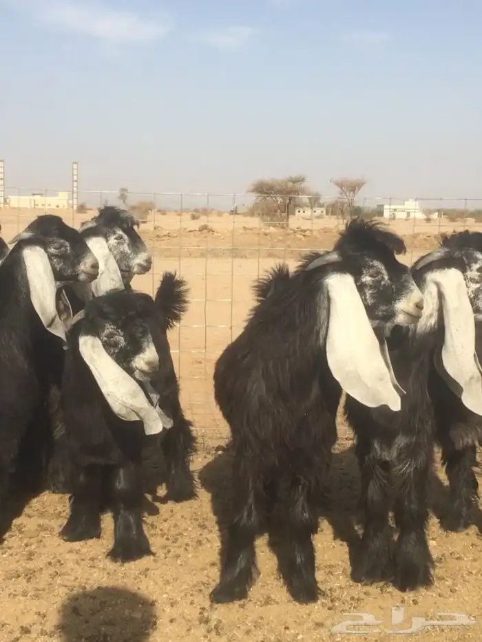 فحول نجد عيسيات حري عوارض 13