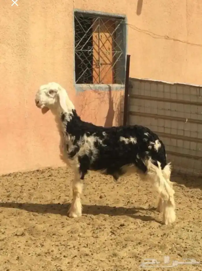 عروض النجد رقم 3 حلال ابو حمدان الحبابي 25