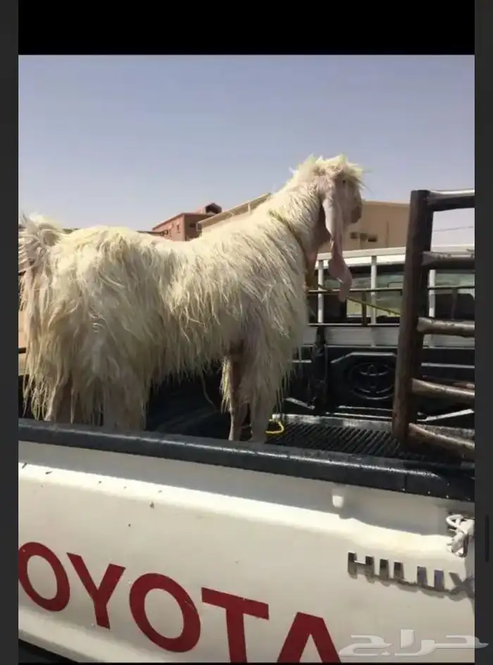 عروض مشاريك وعوارض بيض و سود 1حلال ابو حمدان الحبابي 23