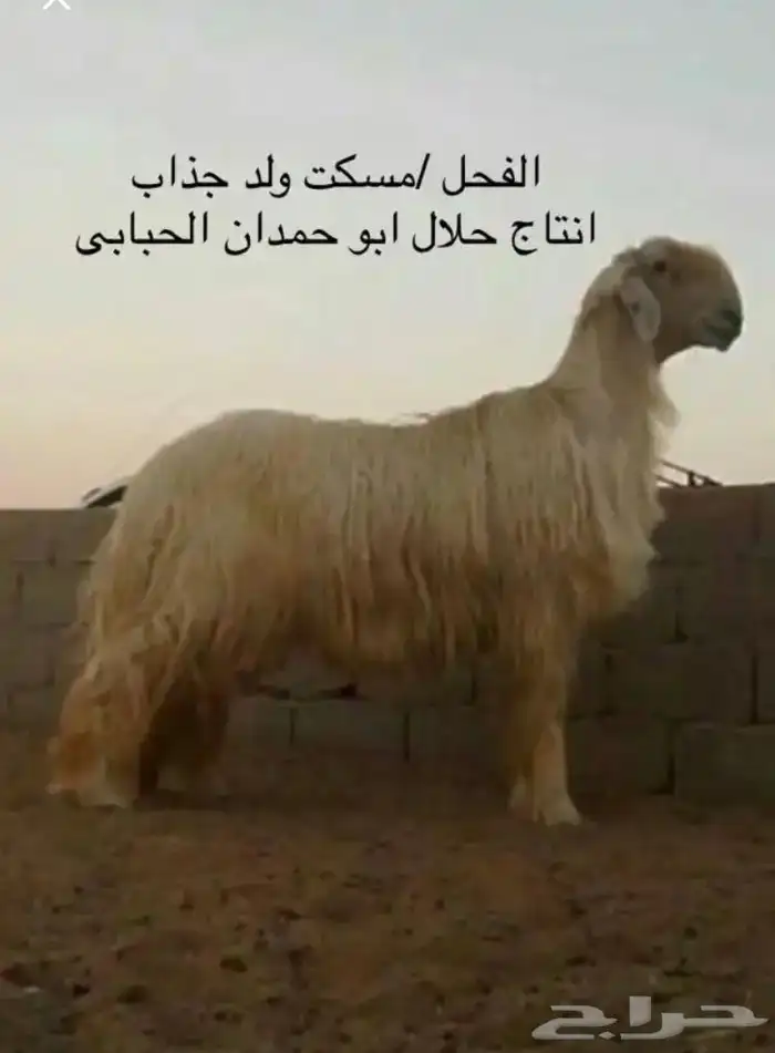 عروض العيسيات رقم 1 حلال ابو حمدان الحبابي 37